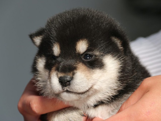 IMG_1679-shiba-puppy IMG_1679-shiba-puppy