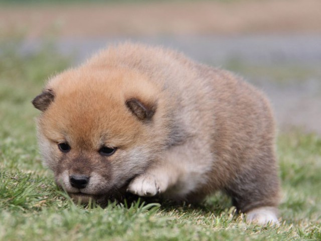 IMG_1684-shibainu-koinu IMG_1684-shibainu-koinu