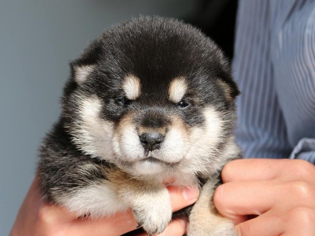 IMG_1686-shiba-puppy IMG_1686-shiba-puppy