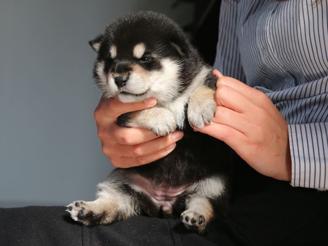 IMG_1693-shiba-puppy IMG_1693-shiba-puppy