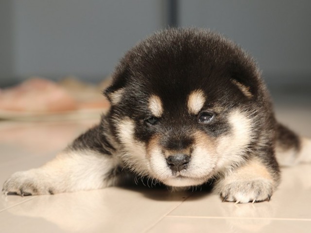 IMG_1697-shiba-puppy IMG_1697-shiba-puppy