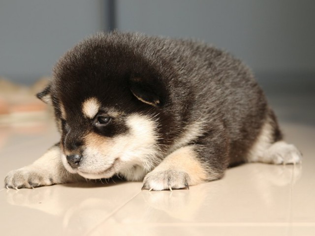 IMG_1702-shiba-puppy IMG_1702-shiba-puppy