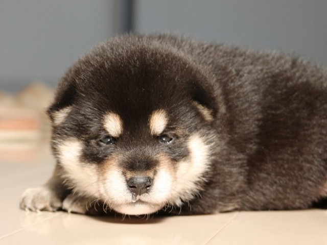 IMG_1704-shiba-puppy IMG_1704-shiba-puppy