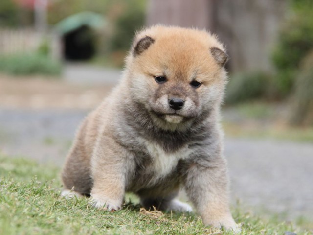 IMG_1711-shibainu-koinu IMG_1711-shibainu-koinu