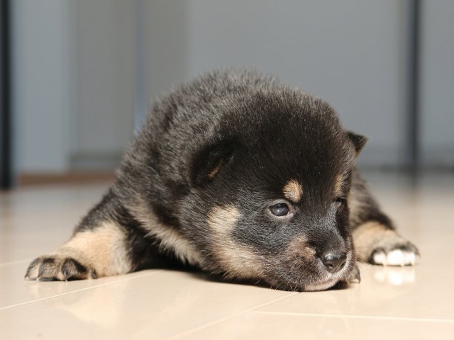 IMG_1716-shiba-puppy IMG_1716-shiba-puppy