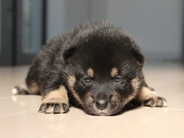 IMG_1721-shiba-puppy IMG_1721-shiba-puppy