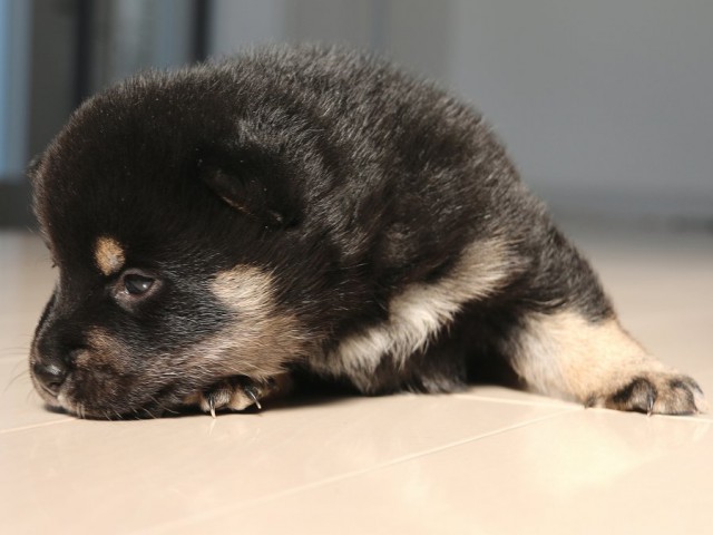 IMG_1723-shiba-puppy IMG_1723-shiba-puppy