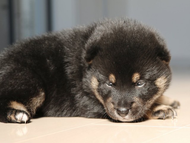 IMG_1725-shiba-puppy IMG_1725-shiba-puppy