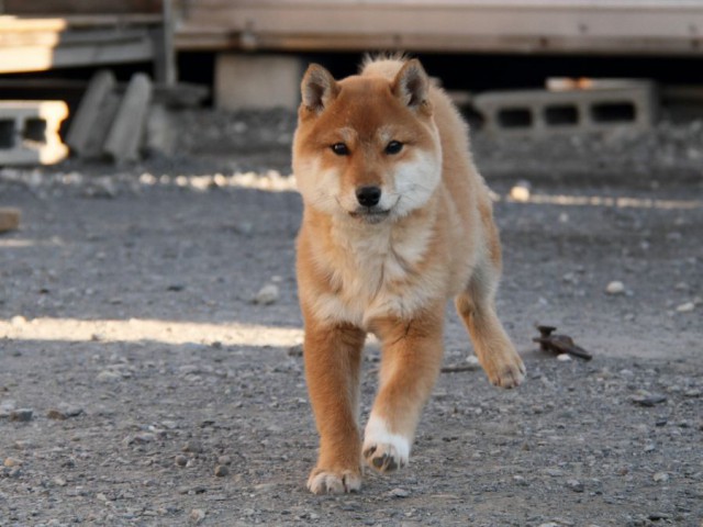 IMG_1725-shibainu-koinu IMG_1725-shibainu-koinu