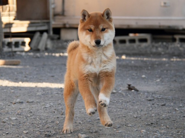 IMG_1728-shibainu-koinu IMG_1728-shibainu-koinu