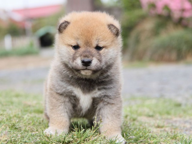 IMG_1729-shibainu-koinu IMG_1729-shibainu-koinu