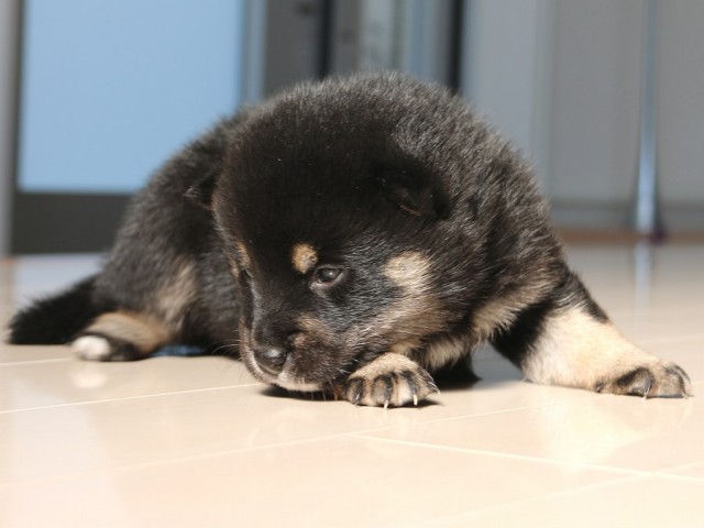 IMG_1731-shiba-puppy IMG_1731-shiba-puppy