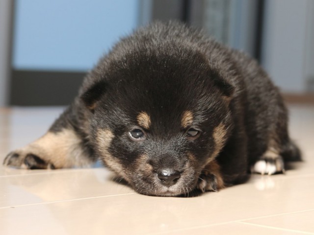 IMG_1733-shiba-puppy IMG_1733-shiba-puppy