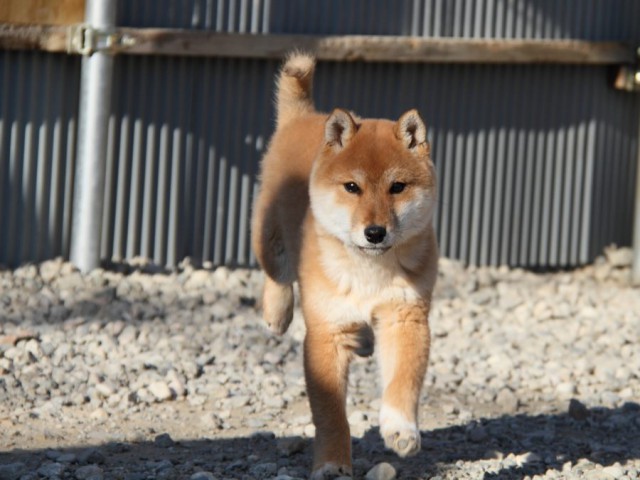 IMG_1745-shibainu-koinu IMG_1745-shibainu-koinu