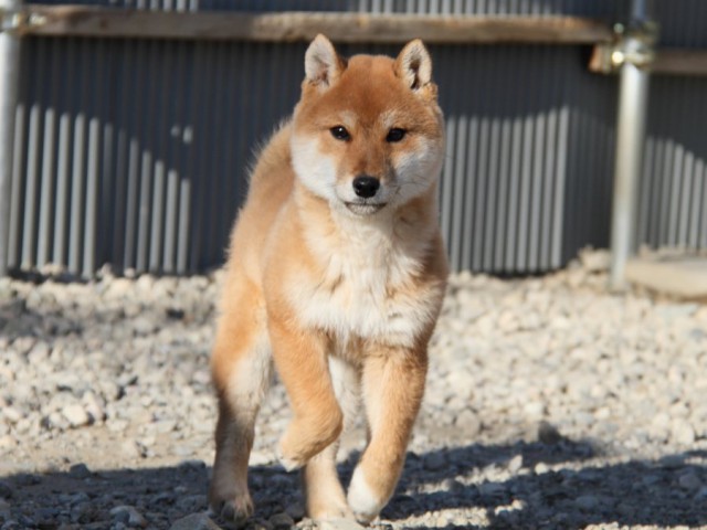 IMG_1746-shibainu-koinu IMG_1746-shibainu-koinu