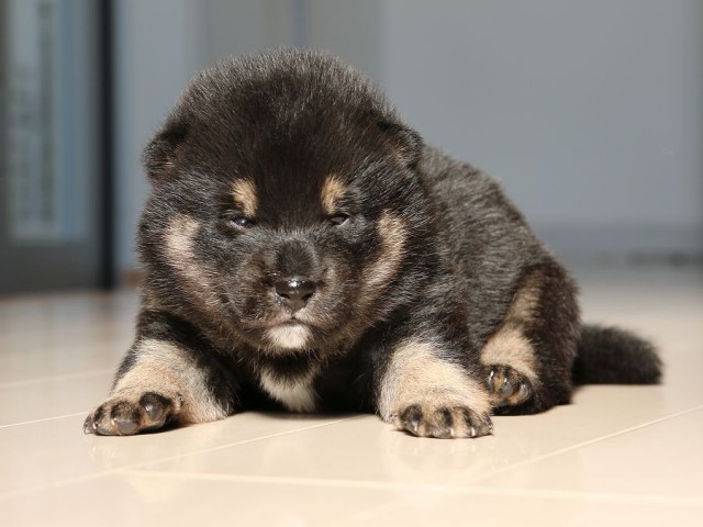 IMG_1747-shiba-puppy IMG_1747-shiba-puppy