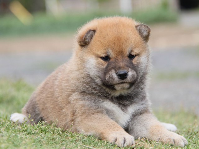 IMG_1747-shibainu-koinu IMG_1747-shibainu-koinu