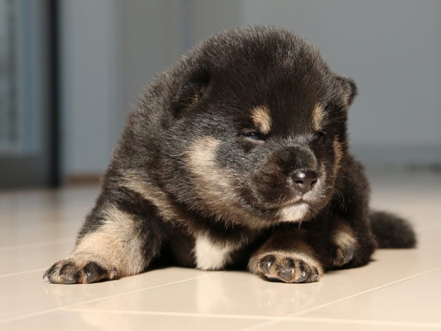 IMG_1749-shiba-puppy IMG_1749-shiba-puppy