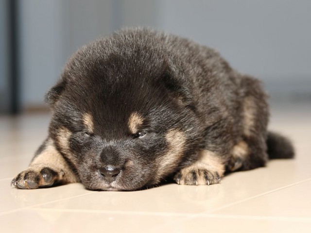 IMG_1753-shiba-puppy IMG_1753-shiba-puppy