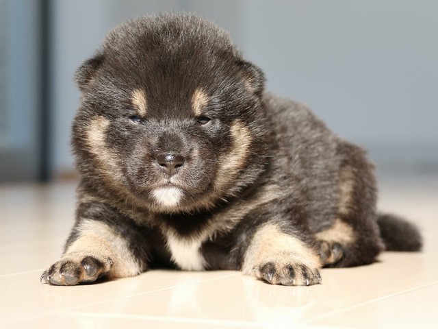 IMG_1756-shiba-puppy IMG_1756-shiba-puppy