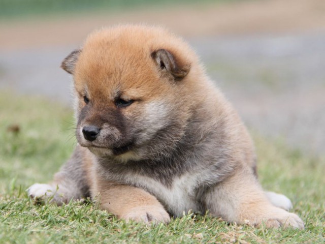 IMG_1758-shibainu-koinu IMG_1758-shibainu-koinu
