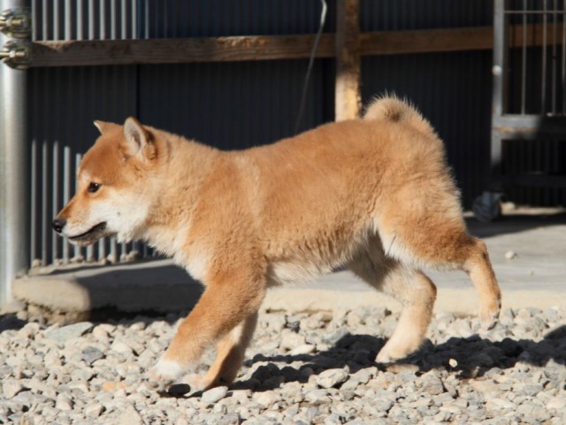 IMG_1760-shibainu-koinu IMG_1760-shibainu-koinu