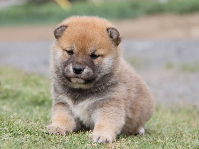 IMG_1765-shibainu-koinu IMG_1765-shibainu-koinu