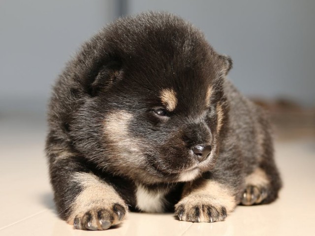 IMG_1767-shiba-puppy IMG_1767-shiba-puppy