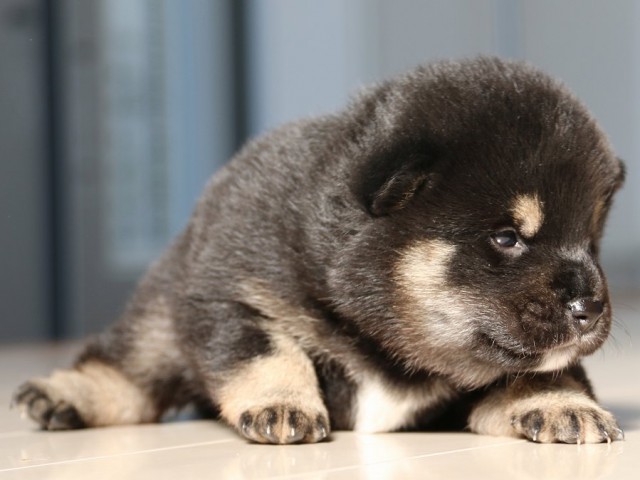 IMG_1772-shiba-puppy IMG_1772-shiba-puppy
