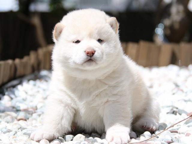 IMG_1962-shiba-puppy IMG_1962-shiba-puppy