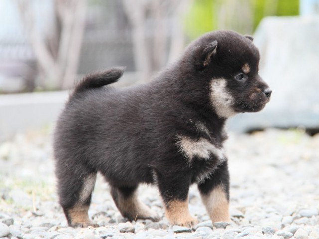 IMG_2002-shibainu-koinu IMG_2002-shibainu-koinu