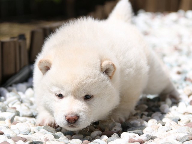 IMG_2005-shiba-puppy IMG_2005-shiba-puppy