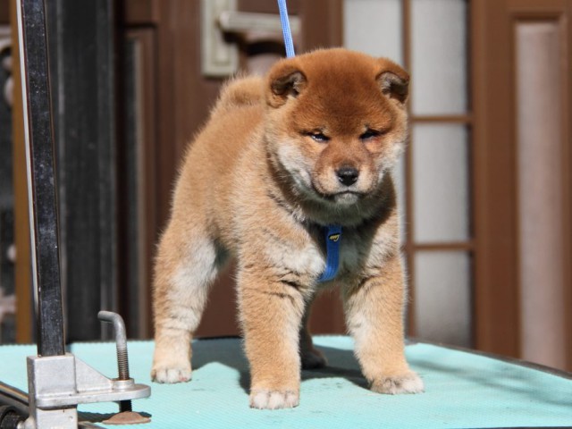 IMG_2016-shibainu-koinu IMG_2016-shibainu-koinu