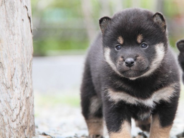 IMG_2016-shibainu-koinu IMG_2016-shibainu-koinu