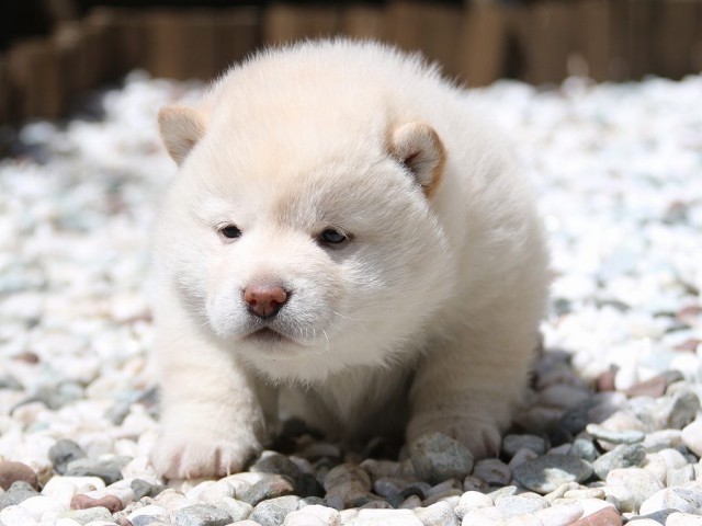 IMG_2020-shiba-puppy IMG_2020-shiba-puppy