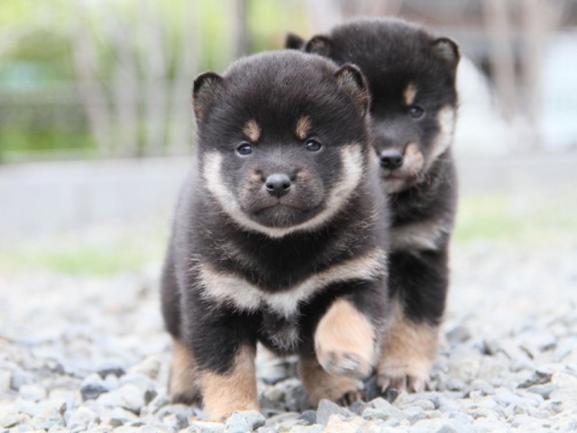 IMG_2021-shibainu-koinu IMG_2021-shibainu-koinu
