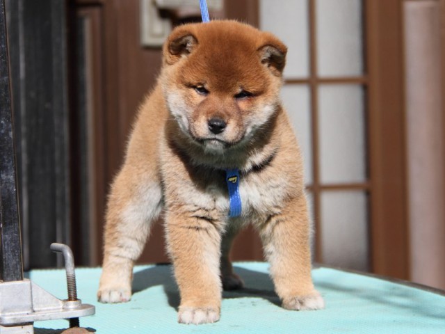 IMG_2024-shibainu-koinu IMG_2024-shibainu-koinu