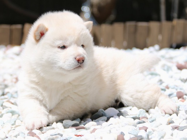 IMG_2030-shiba-puppy IMG_2030-shiba-puppy