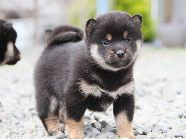 IMG_2031-shibainu-koinu IMG_2031-shibainu-koinu