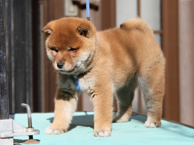 IMG_2037-shibainu-koinu IMG_2037-shibainu-koinu