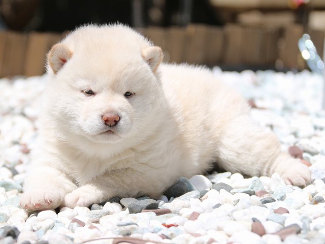 IMG_2040-shiba-puppy IMG_2040-shiba-puppy