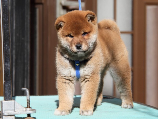 IMG_2043-shibainu-koinu IMG_2043-shibainu-koinu