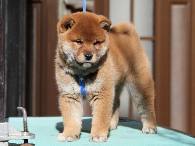 IMG_2061-shibainu-koinu IMG_2061-shibainu-koinu