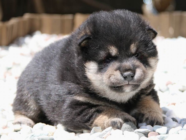 IMG_2092-shiba-puppy