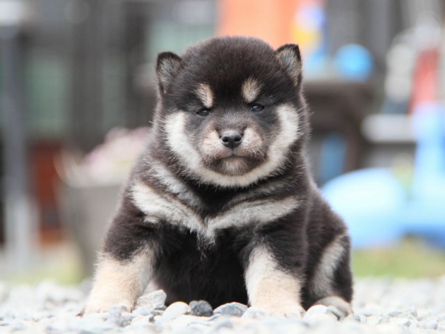 IMG_2138-shibainu-koinu IMG_2138-shibainu-koinu