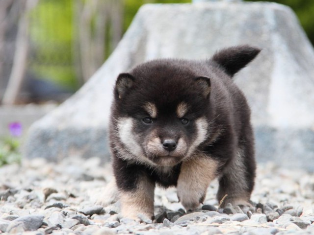 IMG_2156-shibainu-koinu IMG_2156-shibainu-koinu