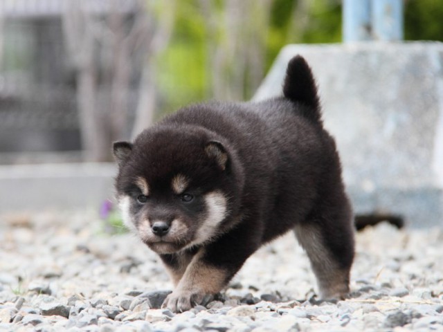 IMG_2159-shibainu-koinu IMG_2159-shibainu-koinu