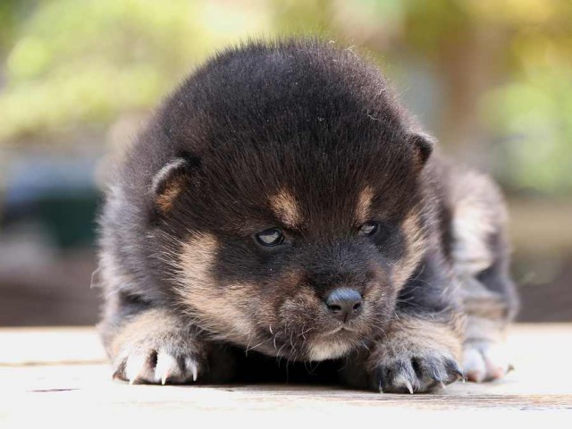 IMG_2451-shiba-puppy IMG_2451-shiba-puppy