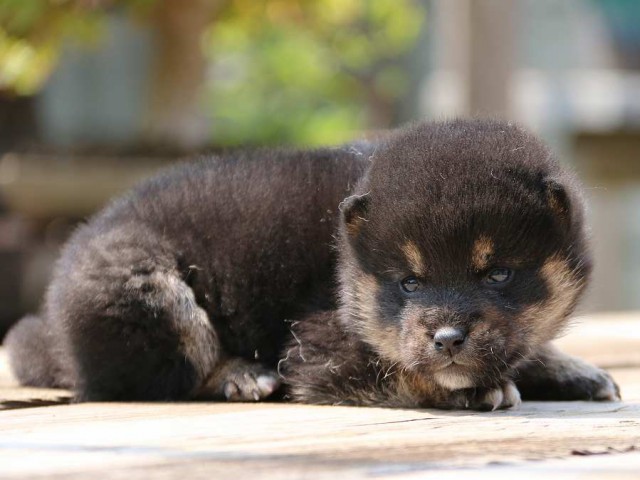 IMG_2461-shiba-puppy IMG_2461-shiba-puppy