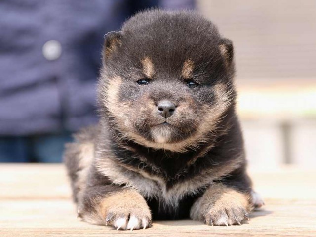 IMG_2486-shiba-puppy IMG_2486-shiba-puppy